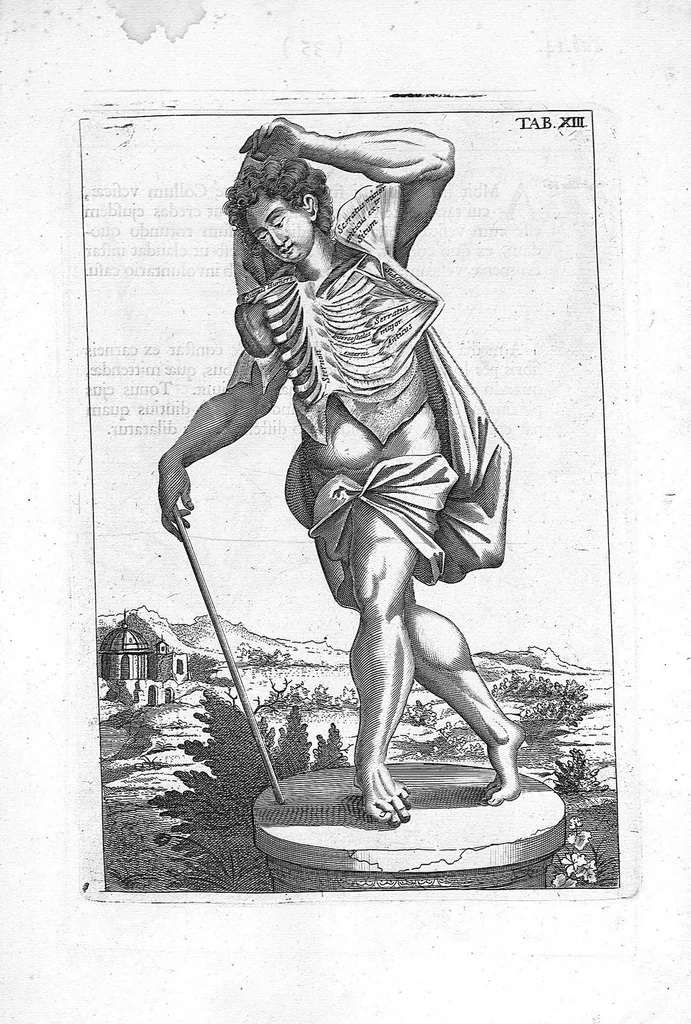 An illustration from Myographia Nova sive Musculorum omnium (in Corpore Humano hactenus repertorum) accuratissima descriptio..., 1684, leaf 54