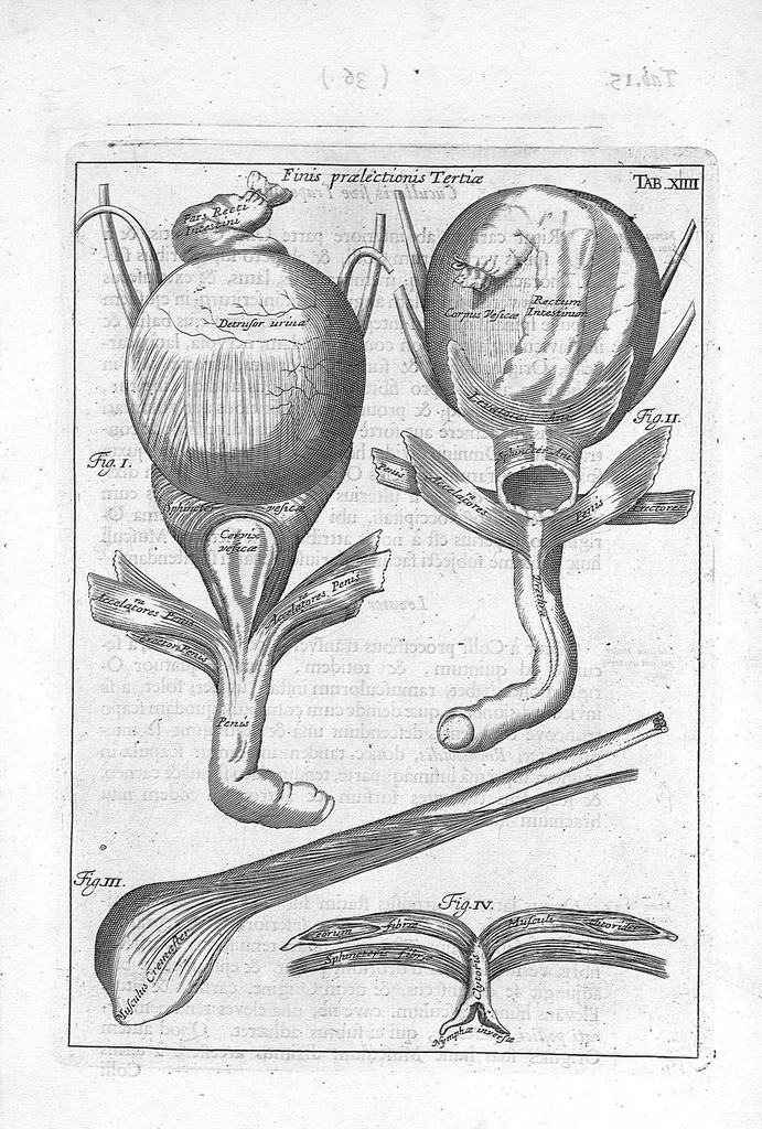 An illustration from Myographia Nova sive Musculorum omnium (in Corpore Humano hactenus repertorum) accuratissima descriptio..., 1684, leaf 56