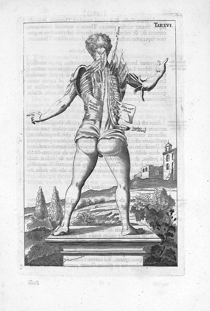 An illustration from Myographia Nova sive Musculorum omnium (in Corpore Humano hactenus repertorum) accuratissima descriptio..., 1684, leaf 60