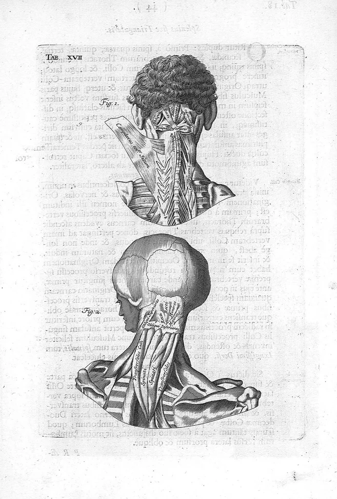 An illustration from Myographia Nova sive Musculorum omnium (in Corpore Humano hactenus repertorum) accuratissima descriptio..., 1684, leaf 64