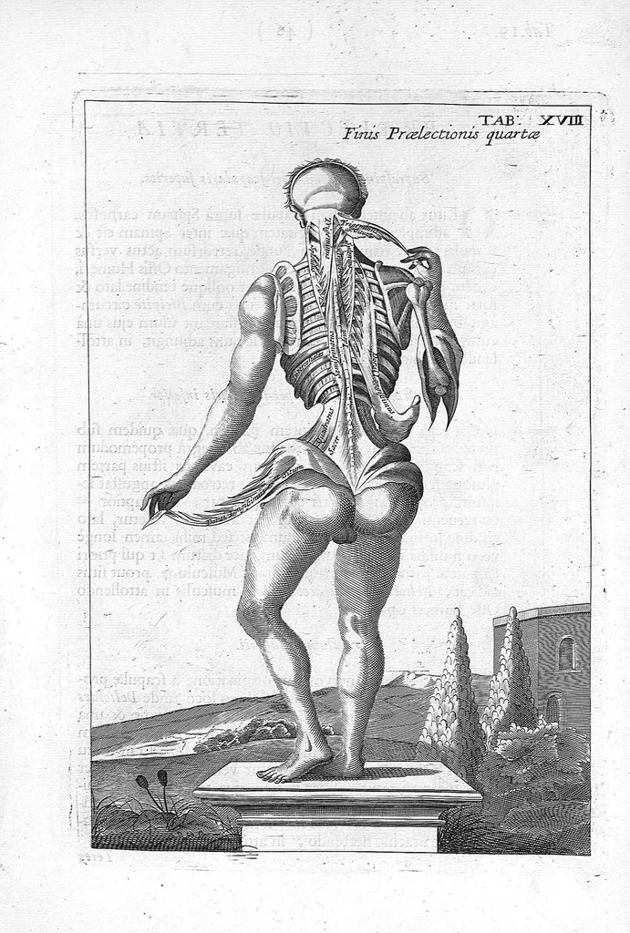 An illustration from Myographia Nova sive Musculorum omnium (in Corpore Humano hactenus repertorum) accuratissima descriptio..., 1684, leaf 66