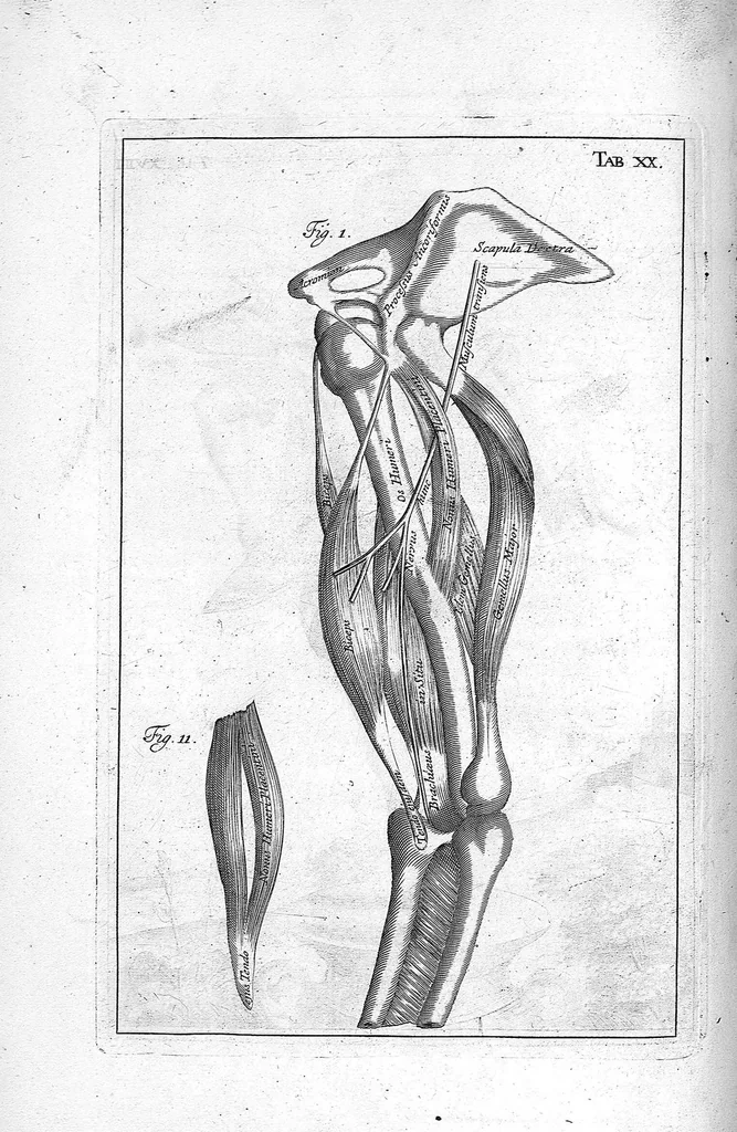 An illustration from Myographia Nova sive Musculorum omnium (in Corpore Humano hactenus repertorum) accuratissima descriptio..., 1684, leaf 69