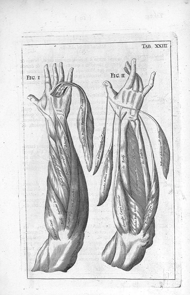 An illustration from Myographia Nova sive Musculorum omnium (in Corpore Humano hactenus repertorum) accuratissima descriptio..., 1684, leaf 78