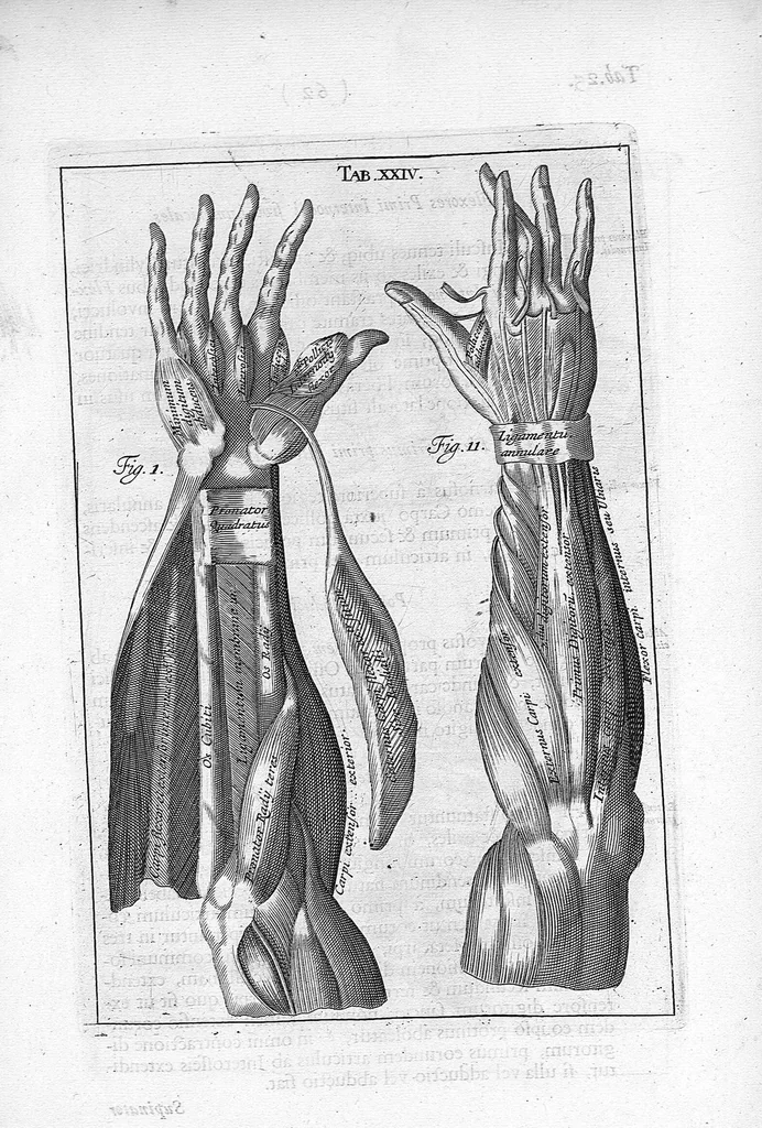 An illustration from Myographia Nova sive Musculorum omnium (in Corpore Humano hactenus repertorum) accuratissima descriptio..., 1684, leaf 80