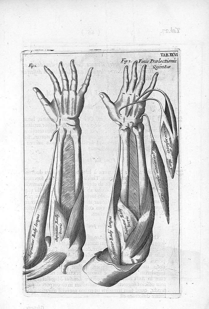 An illustration from Myographia Nova sive Musculorum omnium (in Corpore Humano hactenus repertorum) accuratissima descriptio..., 1684, leaf 84