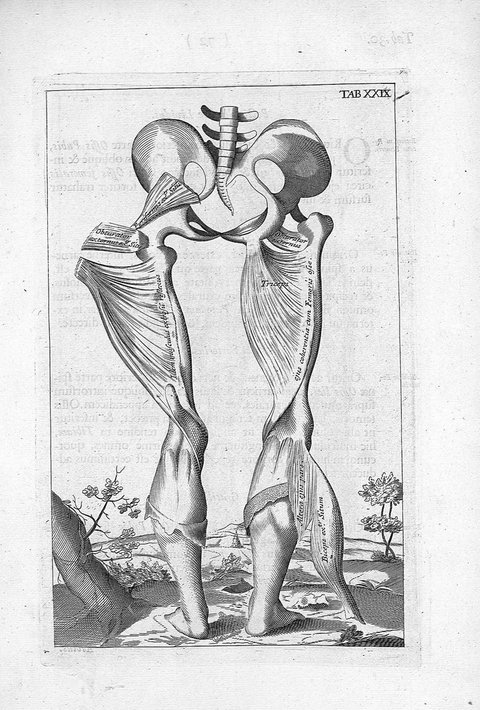 An illustration from Myographia Nova sive Musculorum omnium (in Corpore Humano hactenus repertorum) accuratissima descriptio..., 1684, leaf 90