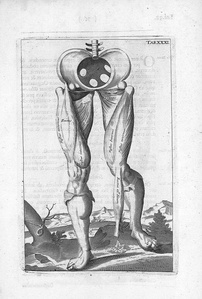 An illustration from Myographia Nova sive Musculorum omnium (in Corpore Humano hactenus repertorum) accuratissima descriptio..., 1684, leaf 94