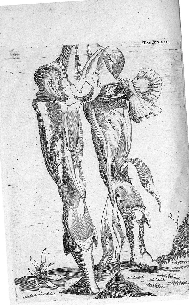 An illustration from Myographia Nova sive Musculorum omnium (in Corpore Humano hactenus repertorum) accuratissima descriptio..., 1687, leaf 107