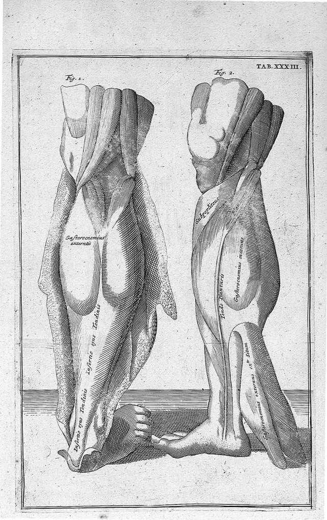 An illustration from Myographia Nova sive Musculorum omnium (in Corpore Humano hactenus repertorum) accuratissima descriptio..., 1687, leaf 110