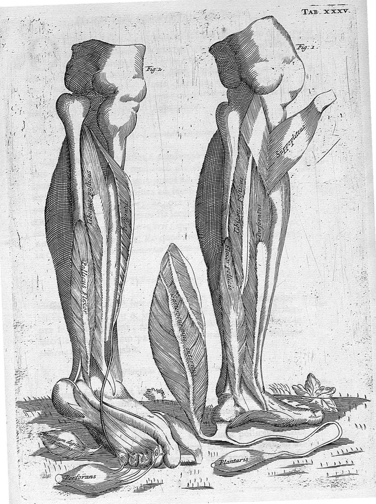 An illustration from Myographia Nova sive Musculorum omnium (in Corpore Humano hactenus repertorum) accuratissima descriptio..., 1687, leaf 114