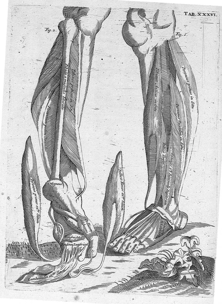 An illustration from Myographia Nova sive Musculorum omnium (in Corpore Humano hactenus repertorum) accuratissima descriptio..., 1687, leaf 118