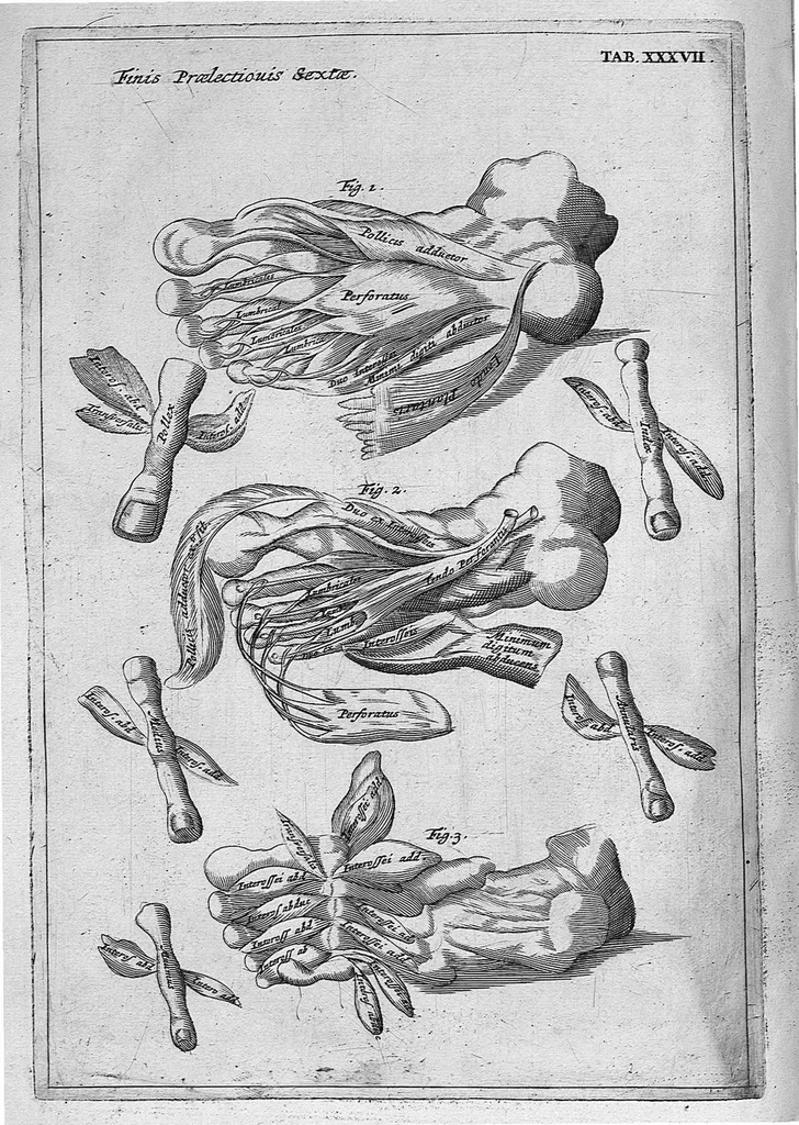 An illustration from Myographia Nova sive Musculorum omnium (in Corpore Humano hactenus repertorum) accuratissima descriptio..., 1687, leaf 119
