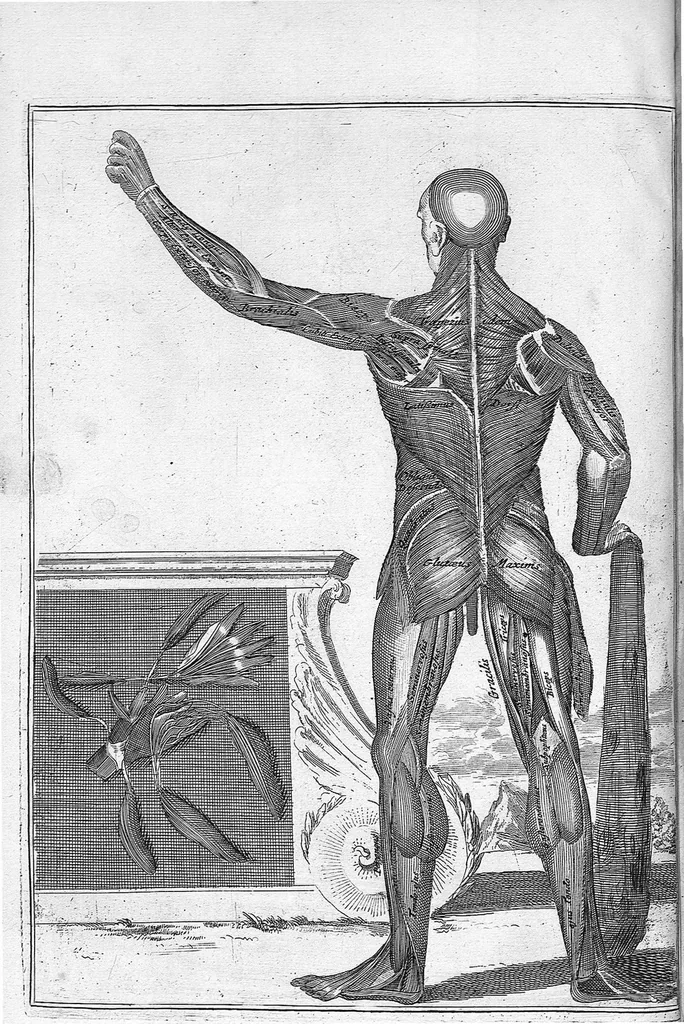 An illustration from Myographia Nova sive Musculorum omnium (in Corpore Humano hactenus repertorum) accuratissima descriptio..., 1687, leaf 13