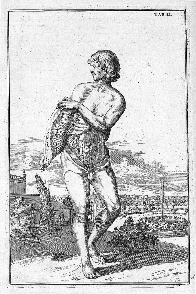 An illustration from Myographia Nova sive Musculorum omnium (in Corpore Humano hactenus repertorum) accuratissima descriptio..., 1687, leaf 18
