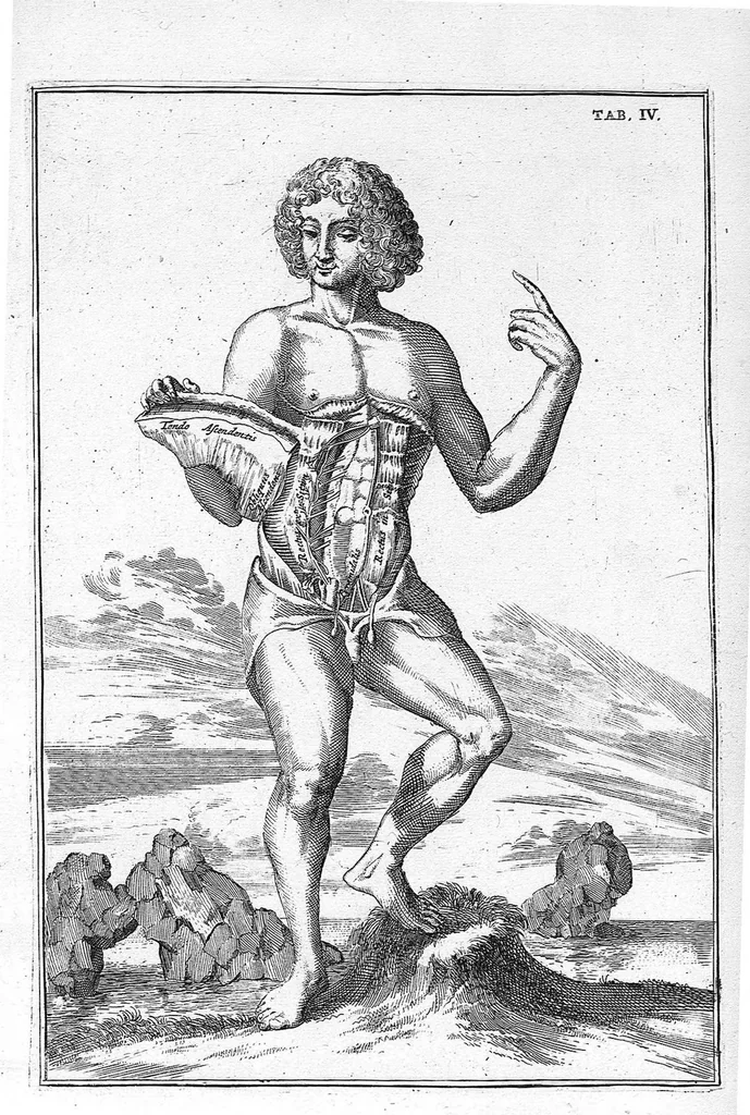 An illustration from Myographia Nova sive Musculorum omnium (in Corpore Humano hactenus repertorum) accuratissima descriptio..., 1687, leaf 22