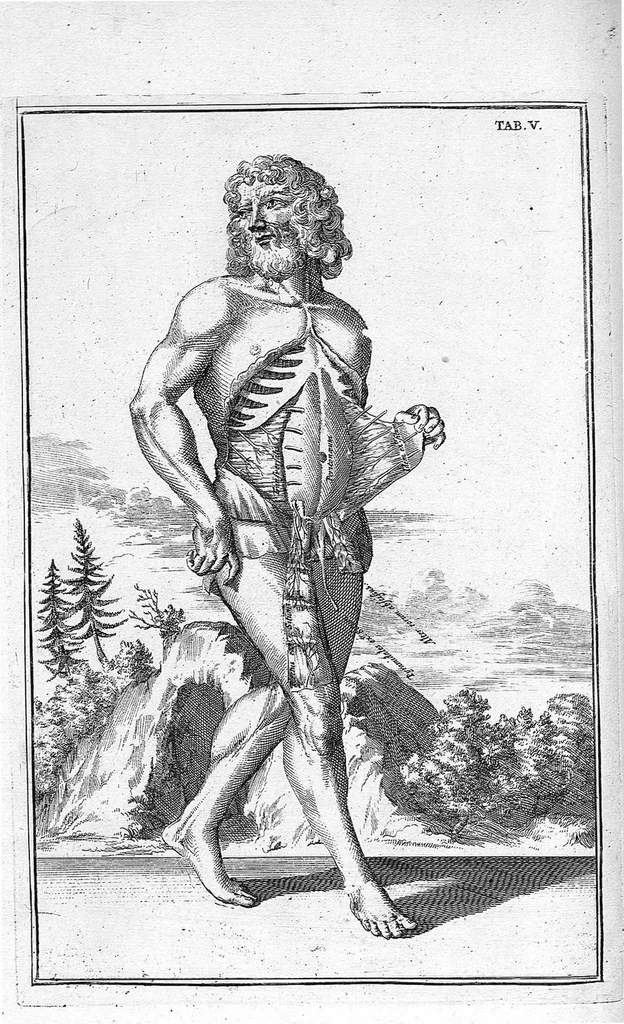 An illustration from Myographia Nova sive Musculorum omnium (in Corpore Humano hactenus repertorum) accuratissima descriptio..., 1687, leaf 23