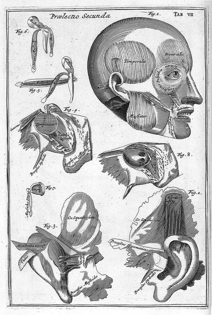 An illustration from Myographia Nova sive Musculorum omnium (in Corpore Humano hactenus repertorum) accuratissima descriptio..., 1687, leaf 27