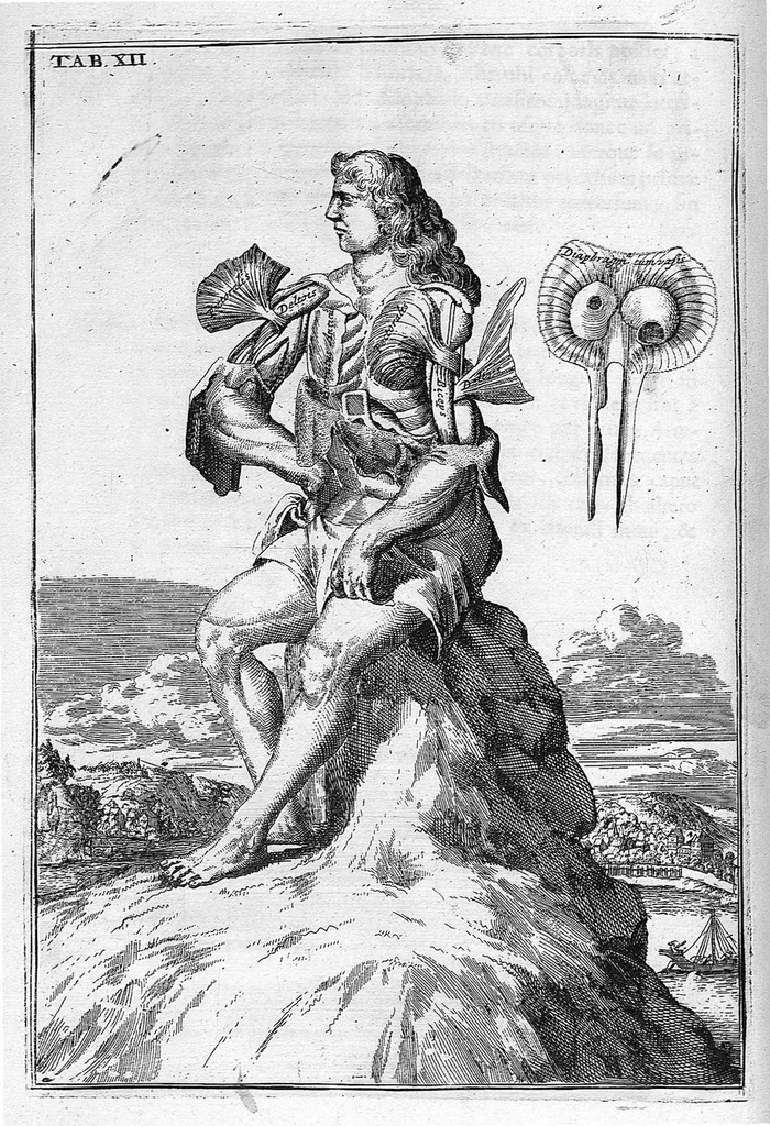 An illustration from Myographia Nova sive Musculorum omnium (in Corpore Humano hactenus repertorum) accuratissima descriptio..., 1687, leaf 51