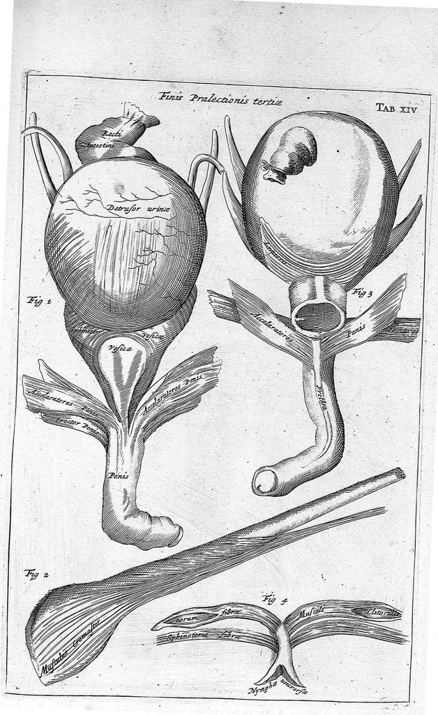 An illustration from Myographia Nova sive Musculorum omnium (in Corpore Humano hactenus repertorum) accuratissima descriptio..., 1687, leaf 58