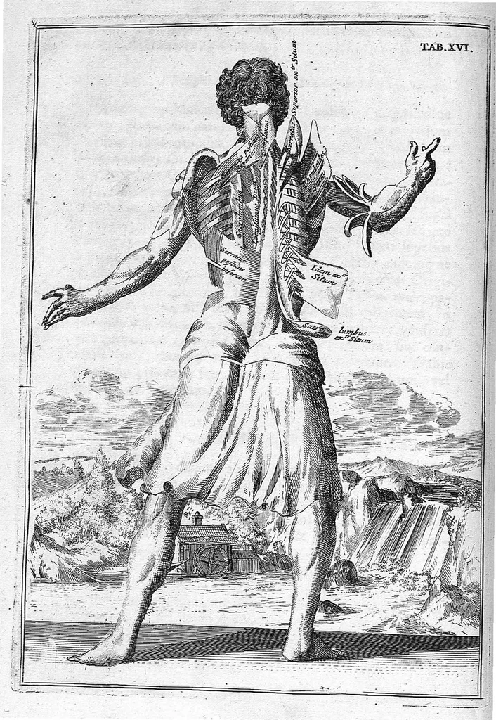 An illustration from Myographia Nova sive Musculorum omnium (in Corpore Humano hactenus repertorum) accuratissima descriptio..., 1687, leaf 63