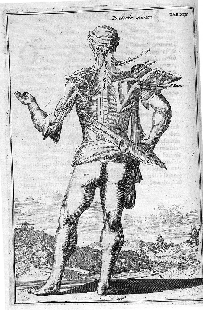 An illustration from Myographia Nova sive Musculorum omnium (in Corpore Humano hactenus repertorum) accuratissima descriptio..., 1687, leaf 75