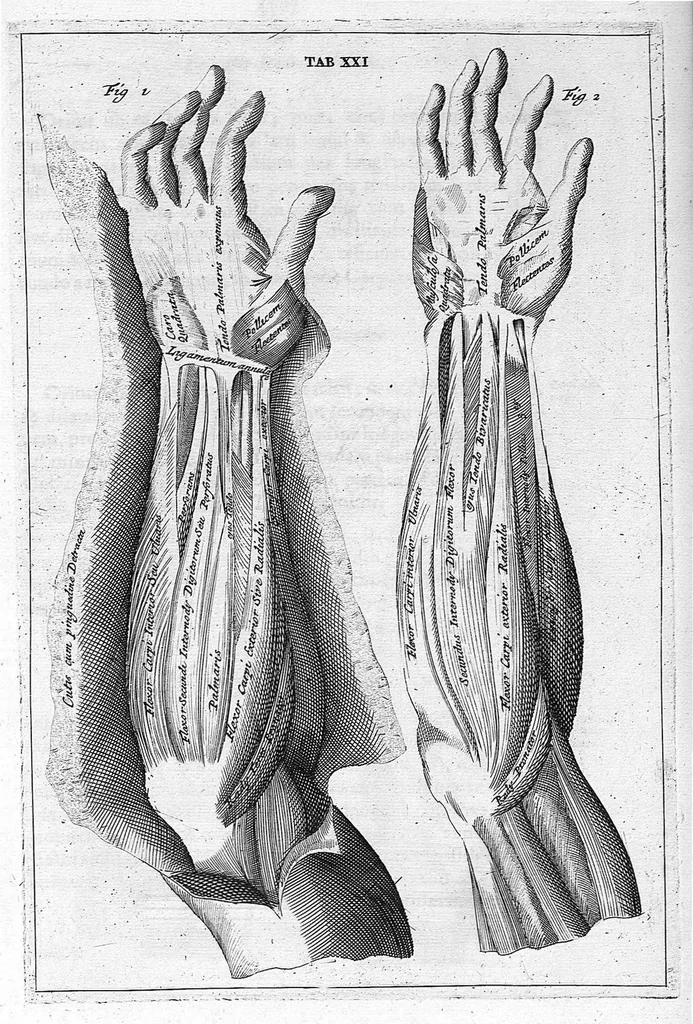 An illustration from Myographia Nova sive Musculorum omnium (in Corpore Humano hactenus repertorum) accuratissima descriptio..., 1687, leaf 82