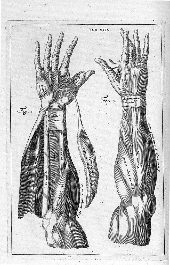 An illustration from Myographia Nova sive Musculorum omnium (in Corpore Humano hactenus repertorum) accuratissima descriptio..., 1687, leaf 91
