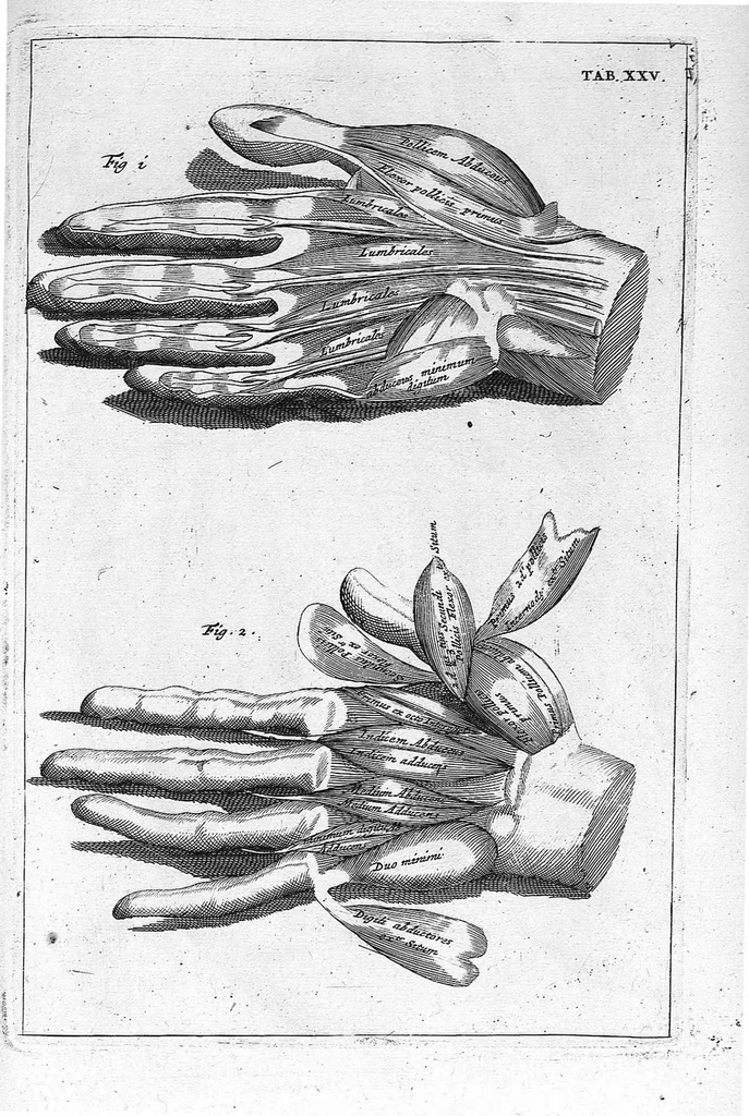 An illustration from Myographia Nova sive Musculorum omnium (in Corpore Humano hactenus repertorum) accuratissima descriptio..., 1687, leaf 94