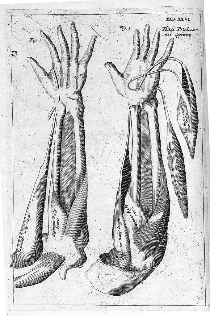 An illustration from Myographia Nova sive Musculorum omnium (in Corpore Humano hactenus repertorum) accuratissima descriptio..., 1687, leaf 95