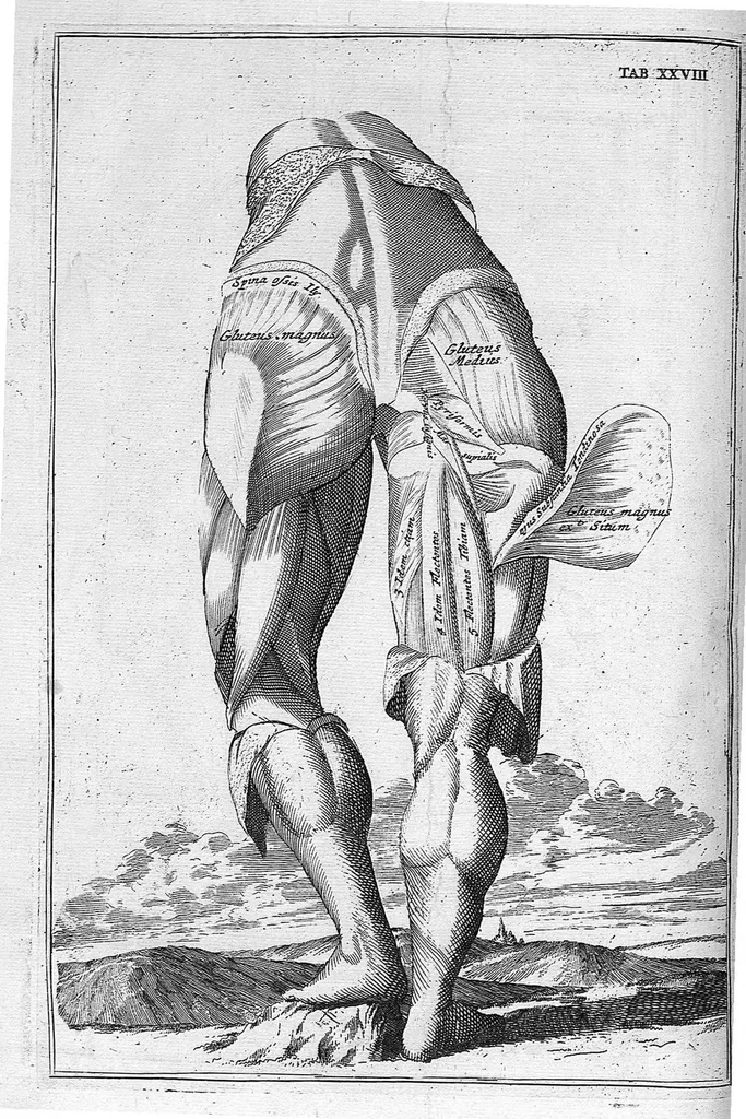 An illustration from Myographia Nova sive Musculorum omnium (in Corpore Humano hactenus repertorum) accuratissima descriptio..., 1687, leaf 99