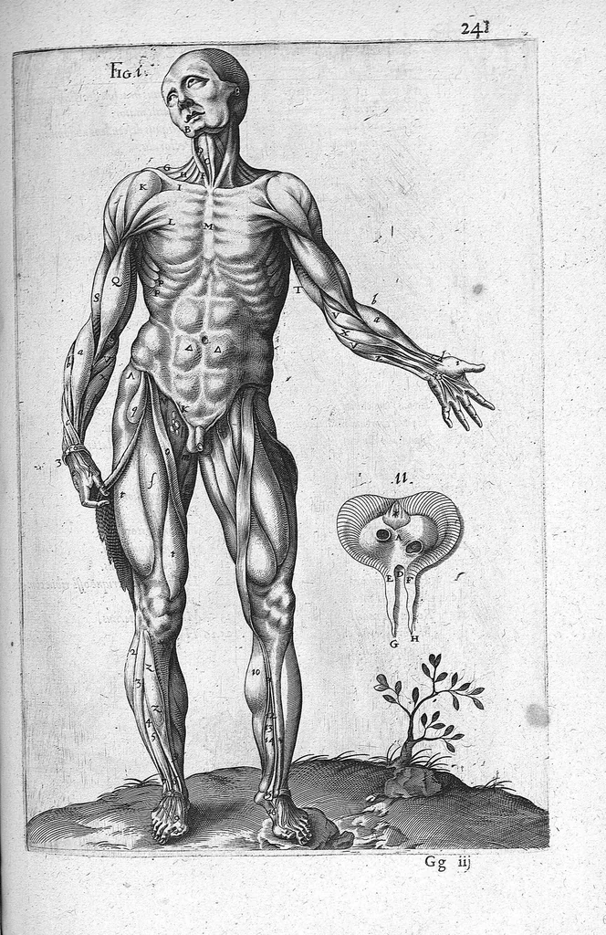 An illustration from Historia anatomica humani corporis et singularium ejus partium multis controversiis et observationibus novis illustrata., 1600, leaf 268