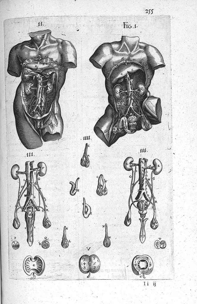 An illustration from Historia anatomica humani corporis et singularium ejus partium multis controversiis et observationibus novis illustrata., 1600, leaf 282