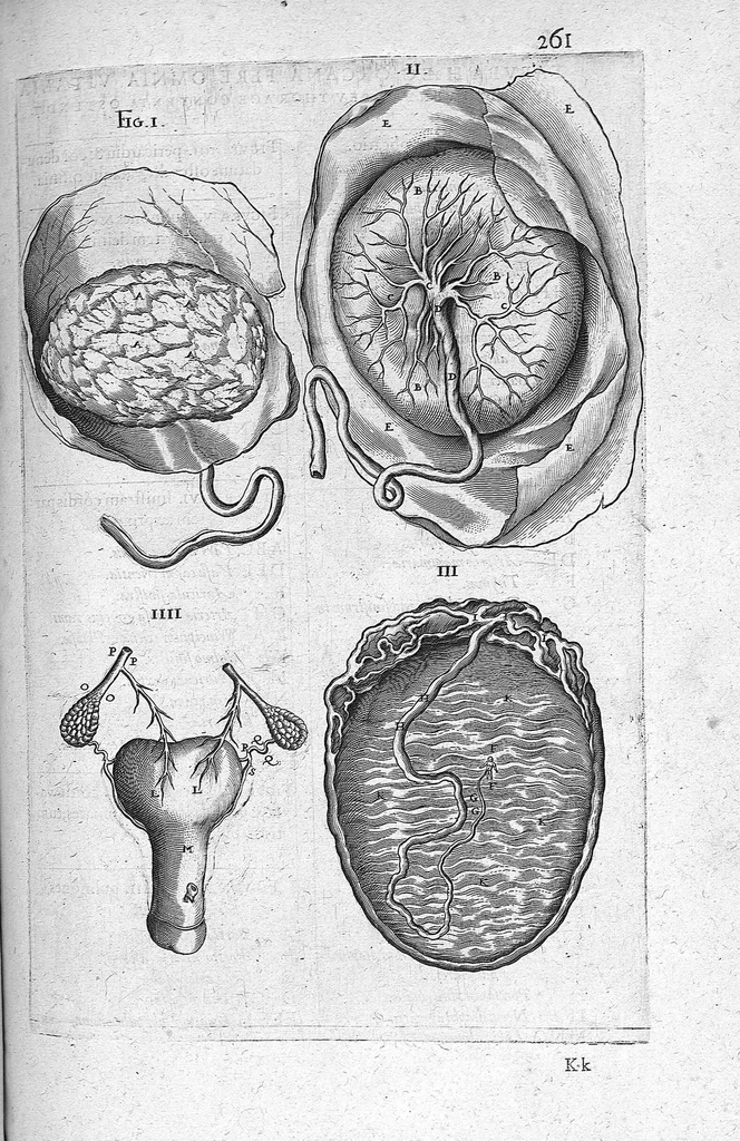 An illustration from Historia anatomica humani corporis et singularium ejus partium multis controversiis et observationibus novis illustrata., 1600, leaf 288