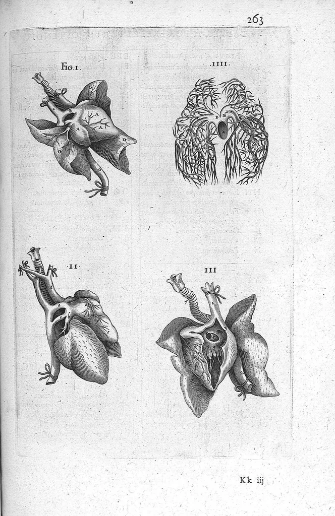 An illustration from Historia anatomica humani corporis et singularium ejus partium multis controversiis et observationibus novis illustrata., 1600, leaf 292