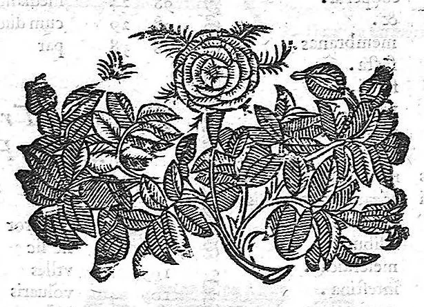 An illustration from Hieronymi Fabricii ab aquapendente, Equite Sancti Marci, et anatomico supraordinario In Florentissimo Gimnasio Patavino. Opera anatomica. De formato foetu, formatione ovi et pulli, locutione et eius instrumentis, brutorum loquela, 1625, leaf 131