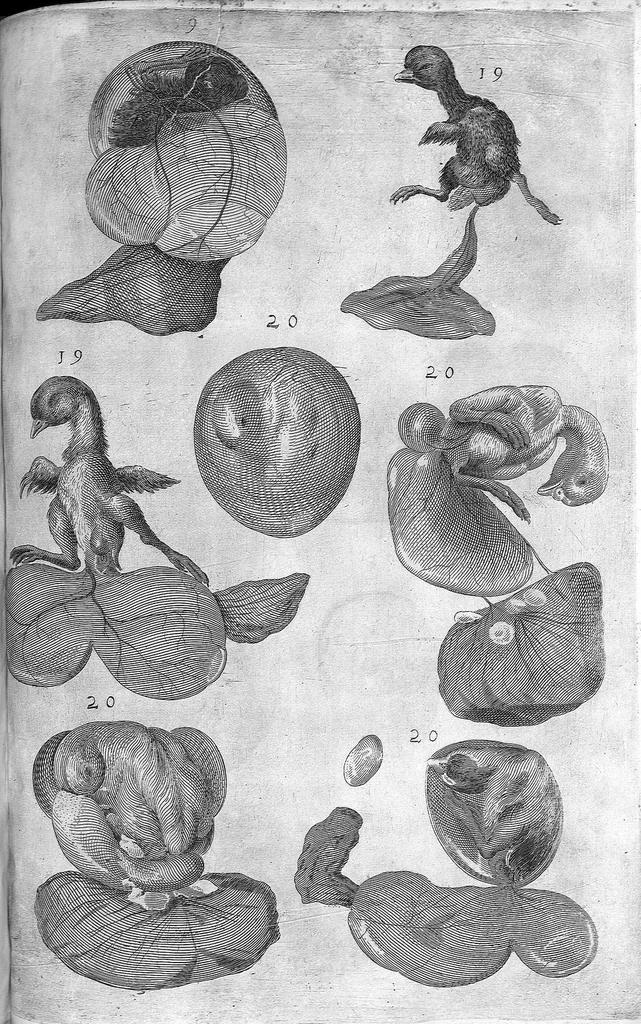 An illustration from Hieronymi Fabricii ab aquapendente, Equite Sancti Marci, et anatomico supraordinario In Florentissimo Gimnasio Patavino. Opera anatomica. De formato foetu, formatione ovi et pulli, locutione et eius instrumentis, brutorum loquela, 1625, leaf 204