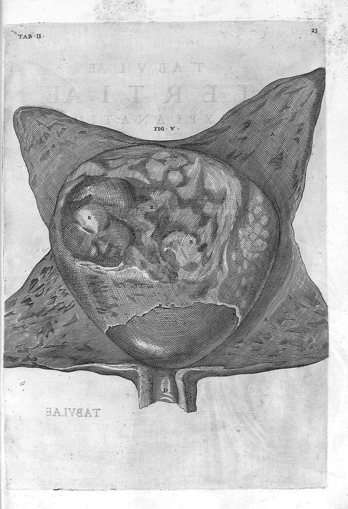 An illustration from Hieronymi Fabricii ab aquapendente, Equite Sancti Marci, et anatomico supraordinario In Florentissimo Gimnasio Patavino. Opera anatomica. De formato foetu, formatione ovi et pulli, locutione et eius instrumentis, brutorum loquela, 1625, leaf 23