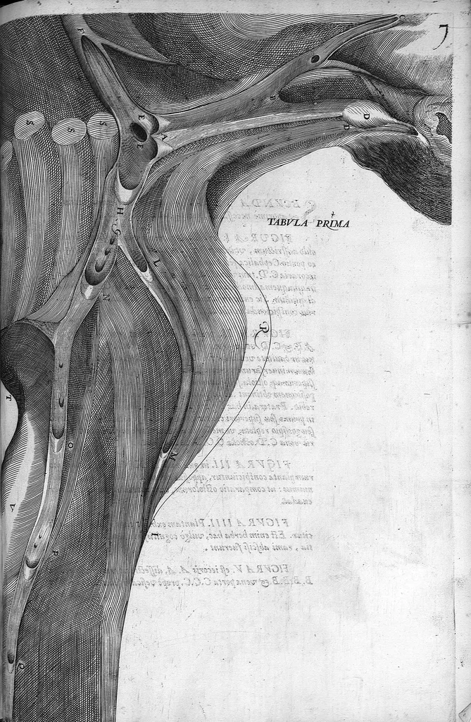 An illustration from Hieronymi Fabricii ab aquapendente, Equite Sancti Marci, et anatomico supraordinario In Florentissimo Gimnasio Patavino. Opera anatomica. De formato foetu, formatione ovi et pulli, locutione et eius instrumentis, brutorum loquela, 1625, leaf 241