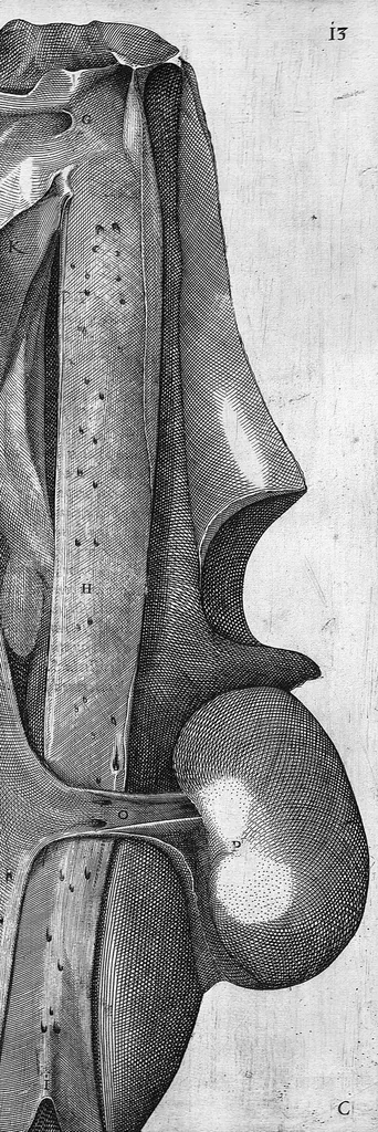 An illustration from Hieronymi Fabricii ab aquapendente, Equite Sancti Marci, et anatomico supraordinario In Florentissimo Gimnasio Patavino. Opera anatomica. De formato foetu, formatione ovi et pulli, locutione et eius instrumentis, brutorum loquela, 1625, leaf 246