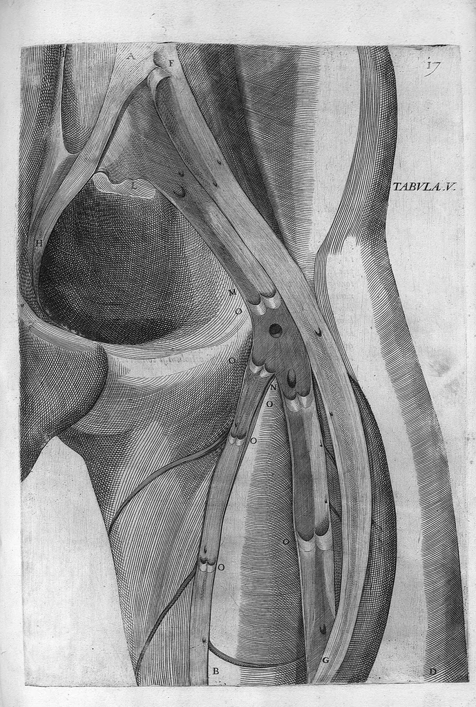 An illustration from Hieronymi Fabricii ab aquapendente, Equite Sancti Marci, et anatomico supraordinario In Florentissimo Gimnasio Patavino. Opera anatomica. De formato foetu, formatione ovi et pulli, locutione et eius instrumentis, brutorum loquela, 1625, leaf 250