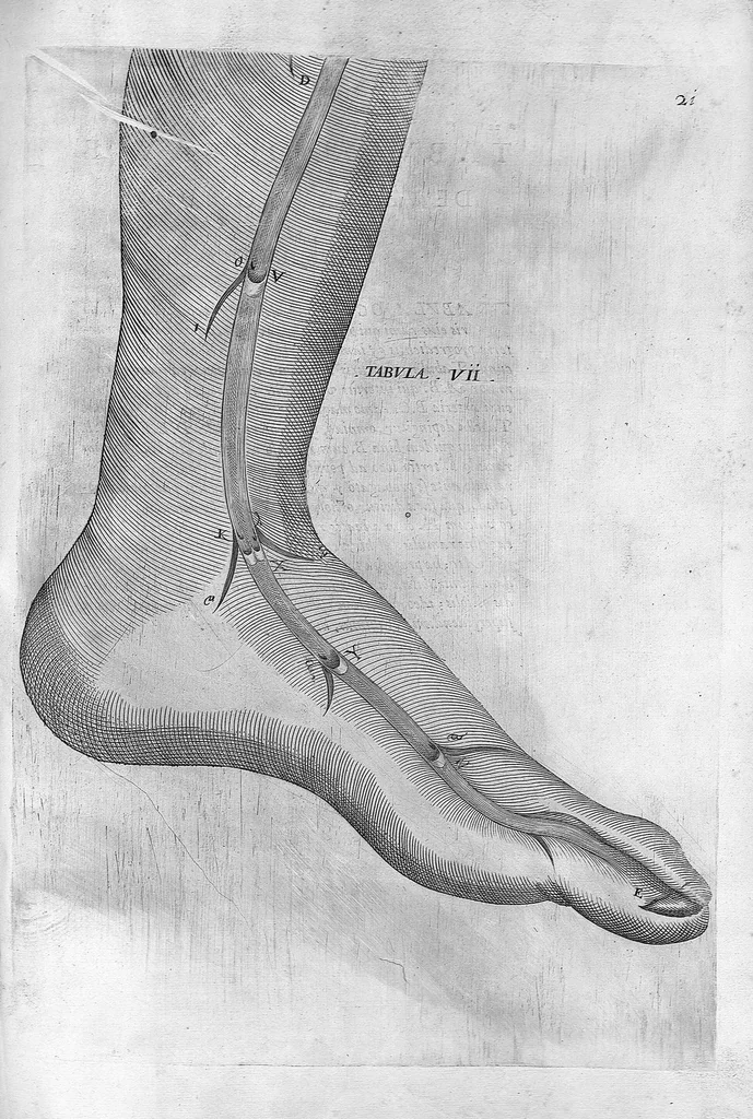 An illustration from Hieronymi Fabricii ab aquapendente, Equite Sancti Marci, et anatomico supraordinario In Florentissimo Gimnasio Patavino. Opera anatomica. De formato foetu, formatione ovi et pulli, locutione et eius instrumentis, brutorum loquela, 1625, leaf 254