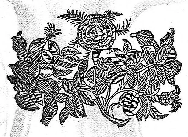 An illustration from Hieronymi Fabricii ab aquapendente, Equite Sancti Marci, et anatomico supraordinario In Florentissimo Gimnasio Patavino. Opera anatomica. De formato foetu, formatione ovi et pulli, locutione et eius instrumentis, brutorum loquela, 1625, leaf 26