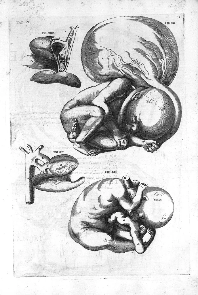 An illustration from Hieronymi Fabricii ab aquapendente, Equite Sancti Marci, et anatomico supraordinario In Florentissimo Gimnasio Patavino. Opera anatomica. De formato foetu, formatione ovi et pulli, locutione et eius instrumentis, brutorum loquela, 1625, leaf 31