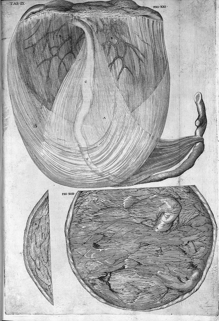 An illustration from Hieronymi Fabricii ab aquapendente, Equite Sancti Marci, et anatomico supraordinario In Florentissimo Gimnasio Patavino. Opera anatomica. De formato foetu, formatione ovi et pulli, locutione et eius instrumentis, brutorum loquela, 1625, leaf 37