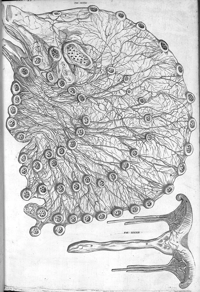 An illustration from Hieronymi Fabricii ab aquapendente, Equite Sancti Marci, et anatomico supraordinario In Florentissimo Gimnasio Patavino. Opera anatomica. De formato foetu, formatione ovi et pulli, locutione et eius instrumentis, brutorum loquela, 1625, leaf 50