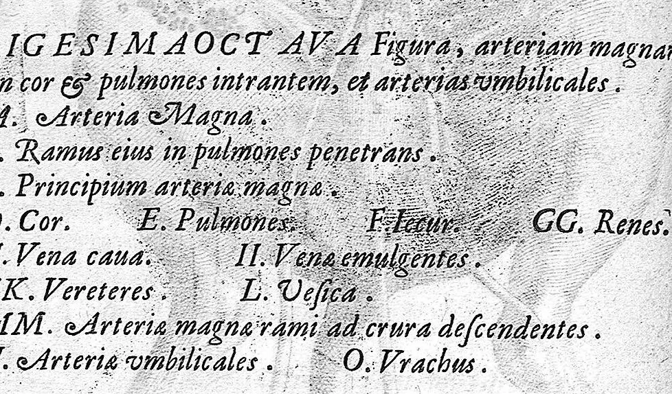 An illustration from Hieronymi Fabricii ab aquapendente, Equite Sancti Marci, et anatomico supraordinario In Florentissimo Gimnasio Patavino. Opera anatomica. De formato foetu, formatione ovi et pulli, locutione et eius instrumentis, brutorum loquela, 1625, leaf 55