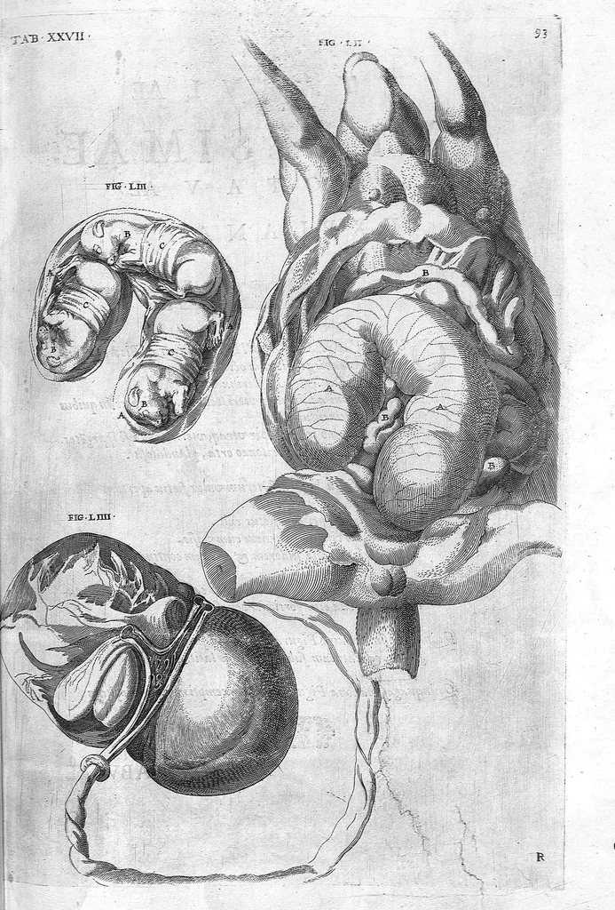 An illustration from Hieronymi Fabricii ab aquapendente, Equite Sancti Marci, et anatomico supraordinario In Florentissimo Gimnasio Patavino. Opera anatomica. De formato foetu, formatione ovi et pulli, locutione et eius instrumentis, brutorum loquela, 1625, leaf 74