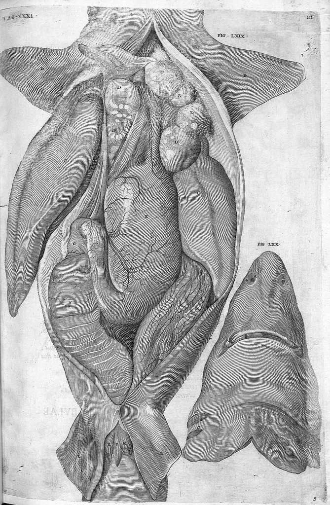 An illustration from Hieronymi Fabricii ab aquapendente, Equite Sancti Marci, et anatomico supraordinario In Florentissimo Gimnasio Patavino. Opera anatomica. De formato foetu, formatione ovi et pulli, locutione et eius instrumentis, brutorum loquela, 1625, leaf 82
