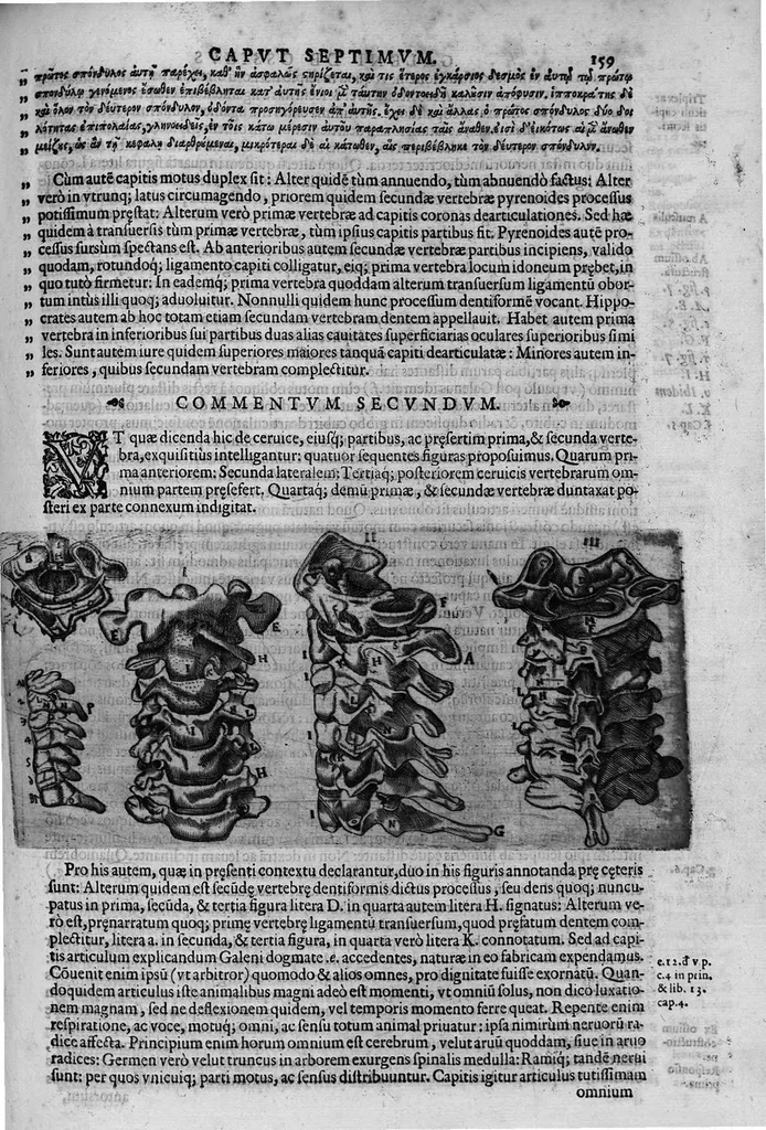 An illustration from Joan. Philippi Ingrassiae,... In Galeni librum de Ossibus... commentaria, nunc primum sedulo in lucem edita... quibus appositus est graecus Galeni contextus, una cum nova et fideli ejusdem Ingrassiae in latinum versione, 1603, leaf 164