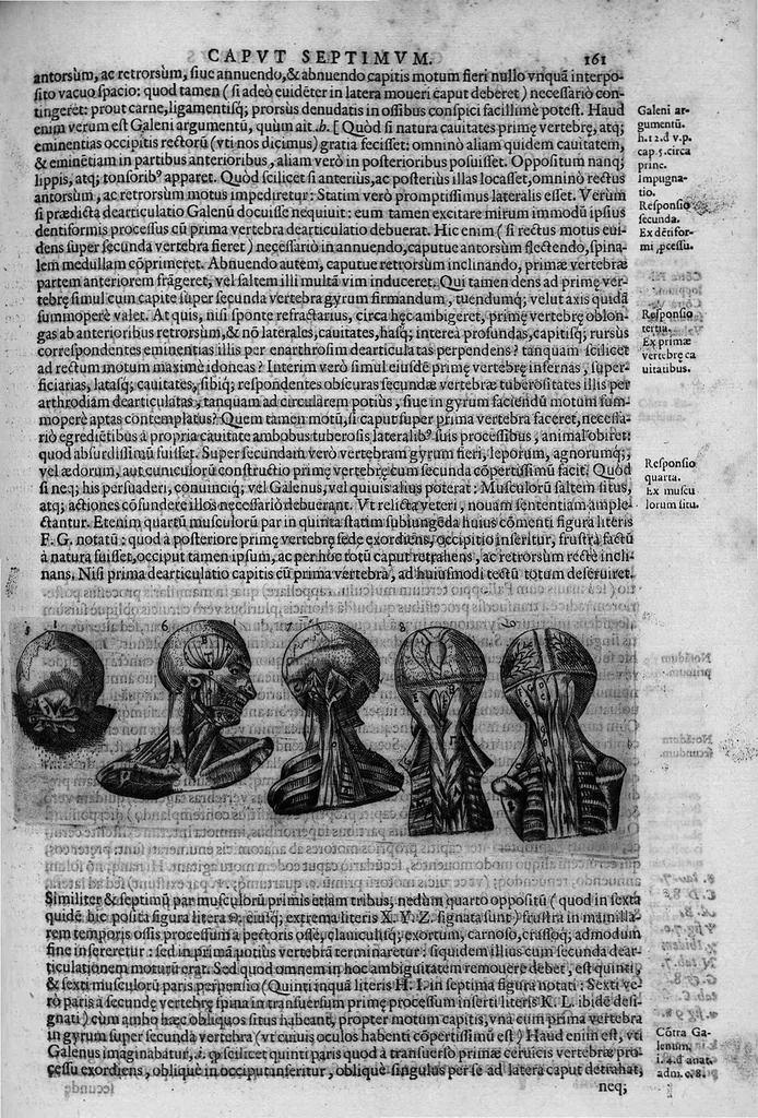 An illustration from Joan. Philippi Ingrassiae,... In Galeni librum de Ossibus... commentaria, nunc primum sedulo in lucem edita... quibus appositus est graecus Galeni contextus, una cum nova et fideli ejusdem Ingrassiae in latinum versione, 1603, leaf 166